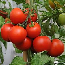 Tomato Super Fantastic Seeds for Garden Planting