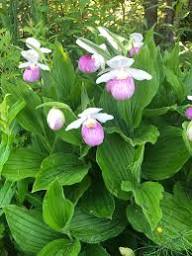 Lady's Slipper Flower Seeds for Planting  Premium Quality Perennial Seeds