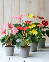 Mixed Color Anthurium Linden Flower Seeds for Planting Colorful Display Heirloom & GMO Free Seeds for Home Garden
 
 Sale