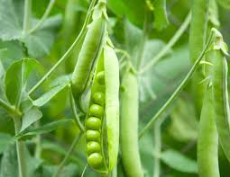 Peas Vegetable Seeds for Easy Planting