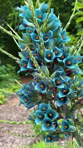 Sea Blue Puya Alpestris Planting Seeds for Exotic Garden Displays - Seeds for Unique and Striking Floral Arrangements