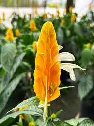 White Yellow Pachystachys for Stunning Landscapes - Seed for Easy Planting