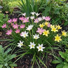 Mixed Rain Lily Seeds for Planting - Evergrowseeds