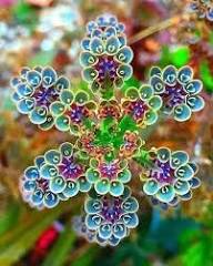 Blue Kalanchoe Delagoensis Seeds for Easy Planting