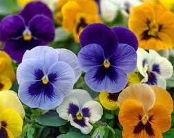 Purple White Viola Flower seeds for Planting - Shade Tolerant, Heirloom & GMO Free Seeds for Home Garden