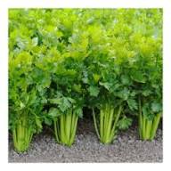 Celery Smallage Vegetable Seeds for Home Gardens for Planting, Premium Seeds | Heirloom Non-GMO