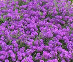 Purple Moss Verbena Seeds for Planting - Stunning Garden Ground Cover