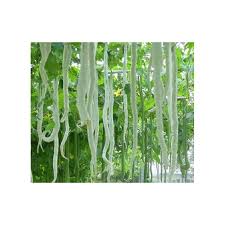 Green Serpent Gourd Vegetable Planting Seeds