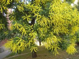Golden Koelreuteria Tree Seeds for Planting  Guide & Tips