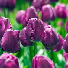 Tulip Flower Seeds Collection for Elegant Garden Planting