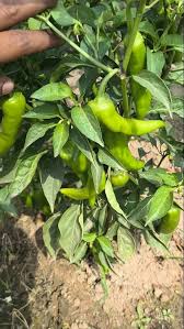 Pepperoncini Vegetable Seeds  Ideal for Home Planting