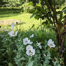 Somniferum Flower Seeds for Planting  Seeds for Lush and Elegant Blooms in Your Garden.