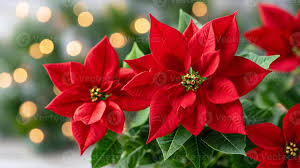 Euphorbia Pulcherrima Flower seeds for Planting - Cut Flower Favorite, Heirloom & GMO Free Seeds for Home Garden
