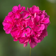 Pink Geranium Flores Perennial Flower Seeds for Planting Seasonal Bloomer Heirloom & GMO Free Seeds for Home Garden
 
 Sale