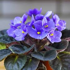 Light Purple Mini Violet Flower Seeds for Planting Perfect for Borders Heirloom & GMO Free Seeds for Home Garden
 
 Sale