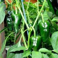 Green Ancho Poblano Vegetable Planting Seeds