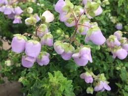 Violet Calceolaria Flower Seeds for Planting Cottage Garden Essential Heirloom & GMO Free Seeds for Home Garden
 
 Sale