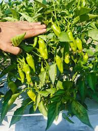 Pepperoncini Vegetable Seeds  Ideal for Home Planting