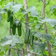 Cucumber Gherkin Seeds for Easy Planting