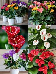 Mixed Color Anthurium Linden Flower Seeds for Planting Colorful Display Heirloom & GMO Free Seeds for Home Garden
 
 Sale
