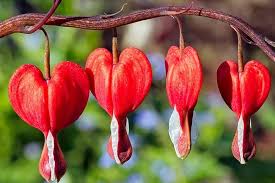 Bleeding Heart Seeds for Planting Lamprocapnos Spectabilis shade garden flower bed