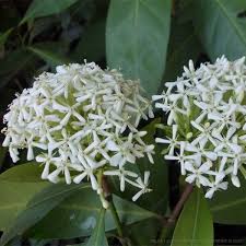 White Pentas Starla Flower Planting - Seeds for Brightening Your Garden with Stunning Blooms