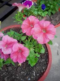 Light Pink Red Petunia Flower Seeds for Planting Heirloom NONGMO Easy Grow Garden Blooms Easy to Grow 
 
 Sale