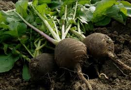 Organic Radish Seeds for Garden Planting