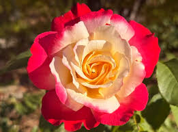 Pink Cream Rose Flower Seeds for Planting Long Bloom Season Heirloom & GMO Free Seeds for Home Garden
 
 Sale