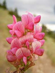 Heirloom Sainfoin Flower seeds for Planting - Pollinator Friendly, Heirloom & GMO Free Seeds for Home Garden
 
 Sale seeds for planting in home garden