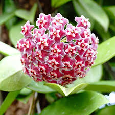 Hoya Kerrii for Planting - Easy to Grow, Heirloom & GMO Free Seeds for Home Garden
 
 Sale seeds for planting in home garden