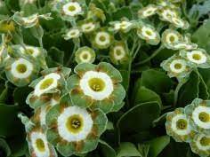 Green Shade Auricula Flower seeds for Planting - Shade Tolerant, Heirloom & GMO Free Seeds for Home Garden
 
 Sale for planting in home garden.
