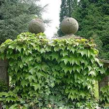 Ivy Flower seeds for Planting - Wildflower Mix, Heirloom & GMO Free Seeds for Home Garden
 
 Sale for planting in home garden.