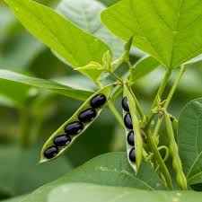 Black Coco Bean Seeds for Planting