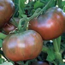 Cherokee Vegetable Seeds for Planting
