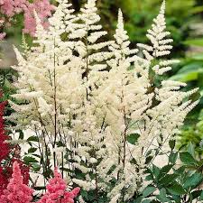 White Astilbe Perennial Flower Seeds for Planting Colorful Display Heirloom & GMO Free Seeds for Home Garden
 
 Sale
