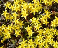 Yellow Sedum Flower seeds for Planting - Fragrant Blossoms, Heirloom & GMO Free Seeds for Home Garden