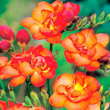 Yellow Orange Freesias Flower Seeds Planting