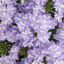 White Purple Verbena Flower seeds for Planting - Easy to Grow, Heirloom & GMO Free Seeds for Home Garden