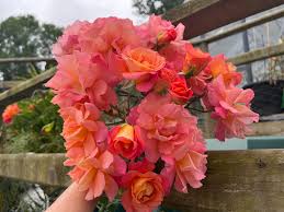Orange Climbing Rose Flower seeds for Planting Fragrant Blossoms Heirloom & GMO Free Seeds for Home Garden