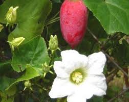 Pink Ivy Gourd Vegetable Seeds for Easy Planting