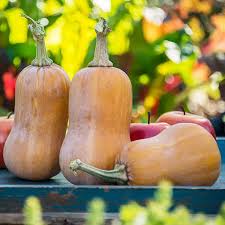 Orange Honeynut Vegetable Seeds for Planting