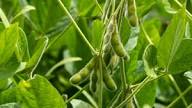 Green Soybean Vegetable Seeds  Perfect for Home Planting