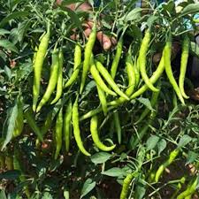 Light Green Pepper Seeds for Planting
