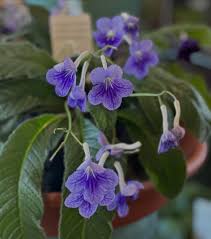 Streptocarpus Flower Seeds for Vibrant Blooms  Perfect for Gardening & Planting