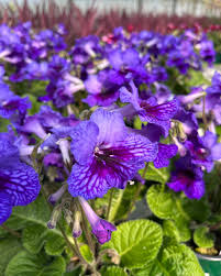 Streptocarpus Flower Seeds for Vibrant Blooms  Perfect for Gardening & Planting