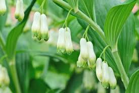 White Solomons Flower Planting for Lush Gardens - Seeds for Brightening Your Outdoor Spaces