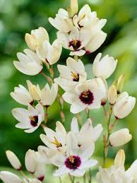 Elegant White Sparaxis Tricolor Flower Planting  Seed for Stunning Floral Displays in Your Garden