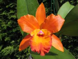 Orange Cattleya Orchid Seeds for Planting  Stunning Garden Flowers