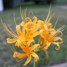 Yellow Higanbana Flower Seeds for Planting Bright Blooms Heirloom & GMO Free Seeds for Home Garden
 
 Sale